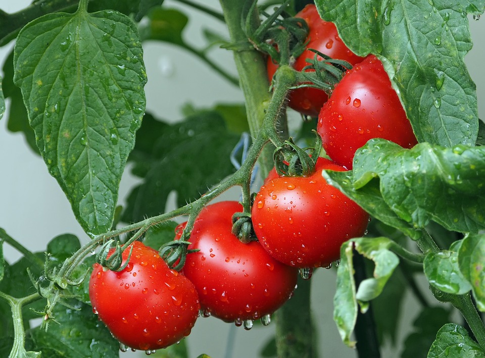 Hot Tips For Planning Your Veggie Garden